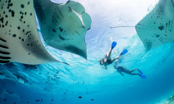 Hanifaru Bay raies manta atoll Baa