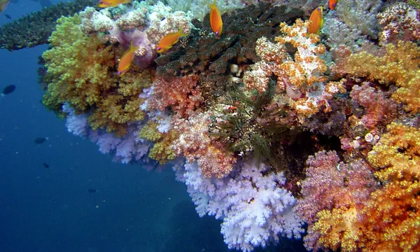 Recif Dharavandhoo snorkeling coraux