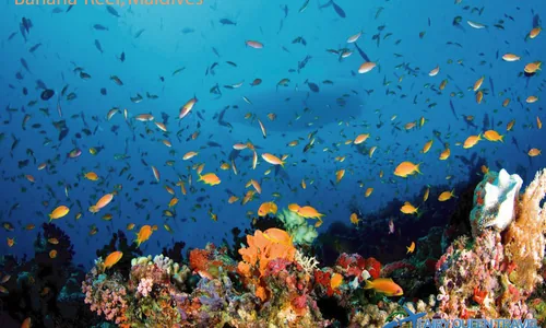 Recif Dhiffushi snorkeling poissons