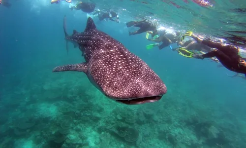 Requin baleine Dhigurah snorkeling