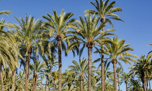 Palmeraie d'Elche classée UNESCO