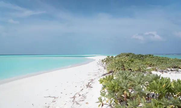Grande plage sauvage Fulhadhoo cocotiers