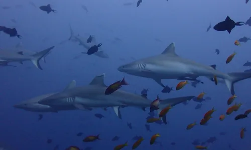 Canal plongee Vaavu requins gris