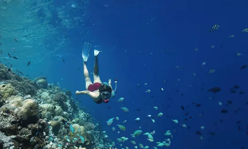 Recif Gulhi snorkeling poissons