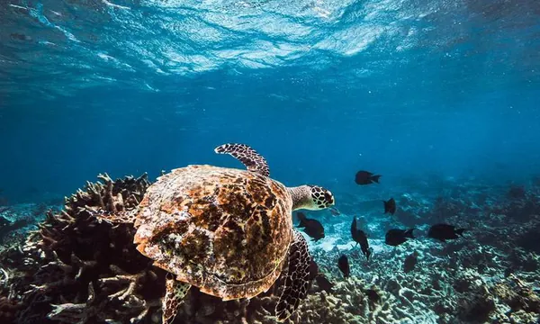 Canal aux tortues Guraidhoo snorkeling