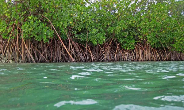 Mangrove kulhi Huraa paletuviers