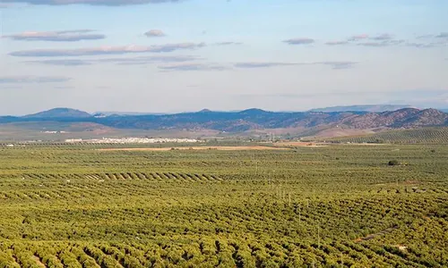 Oliveraies de la province de Jaén