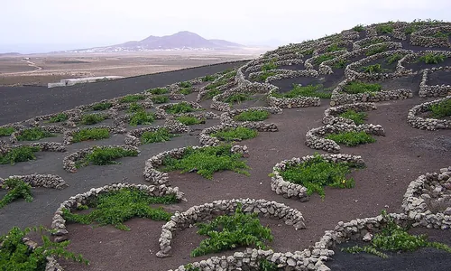 Vignes en cratères de La Geria, Lanzarote