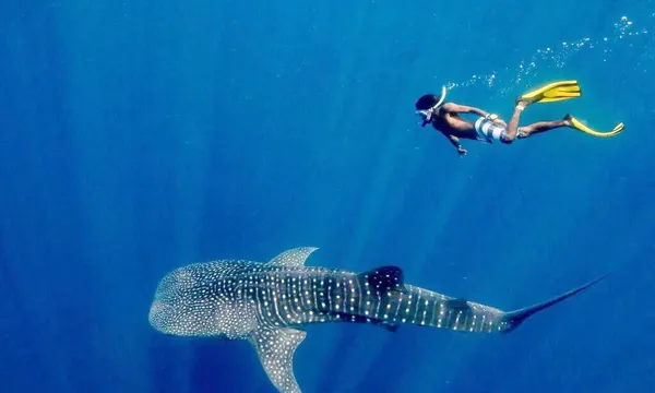 Requin baleine SAMPA Ari Sud snorkeling