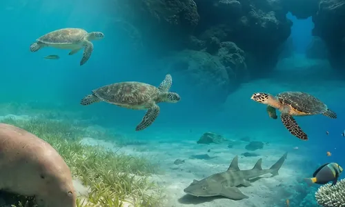 Abu Dabab, Marsa Alam