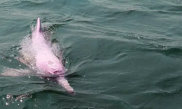 Dauphin rose de Khanom
