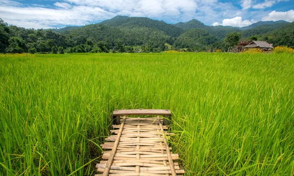 Rizières de Pai