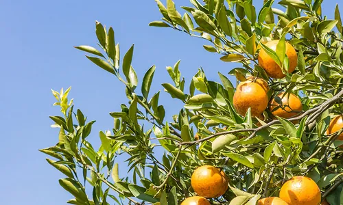 Orangeraies autour de Silves