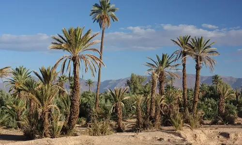 La palmeraie, Skoura