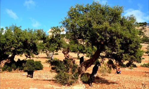 L'arrière-pays des douars et l'arganeraie, Taghazout