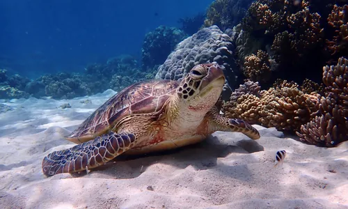 Recif maison Ukulhas tortue snorkeling