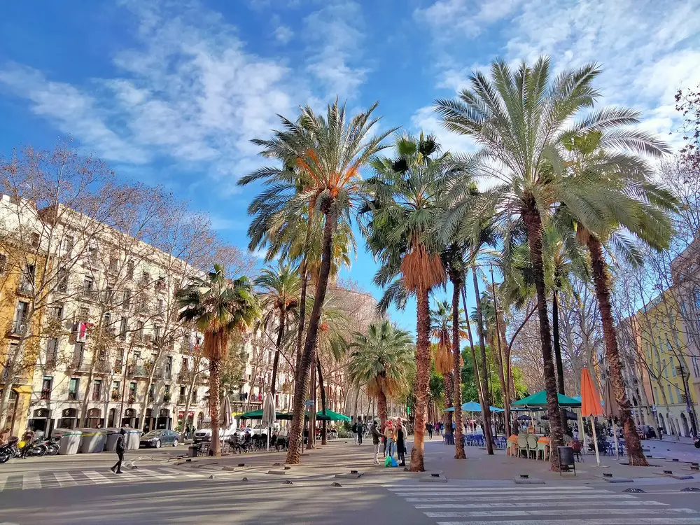 Les palmiers de la Rambla del Raval, quartier multiculturel de Barcelone